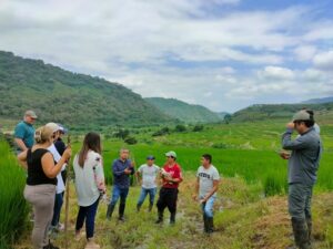 El MAG monitorea producción de arroz pato en Macará
