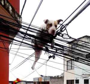 Quito: Cómo llegó un perro a estar colgado en los cables de luz, los Bomberos los rescataron