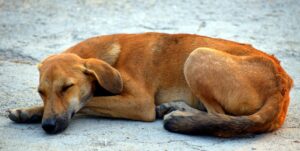 Perros callejeros de Santa Rosa serán enviados al albergue municipal