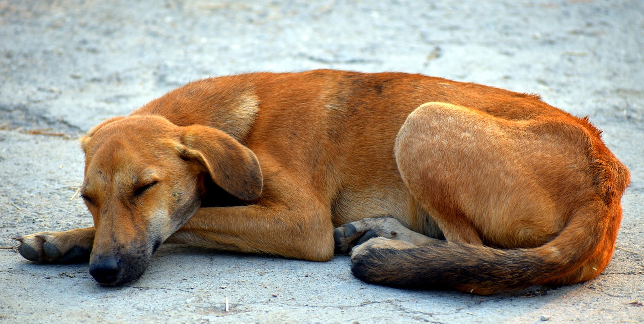 Está actividad dirigida para perros callejeros de Santa Rosa.