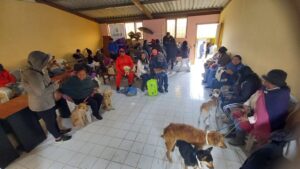 Esterilización de mascotas, una necesidad urgente en comunidades de Ambato