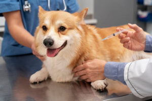 Conoce el precio para esterilizar a tu mascota en el Hospital Veterinario de la UTA