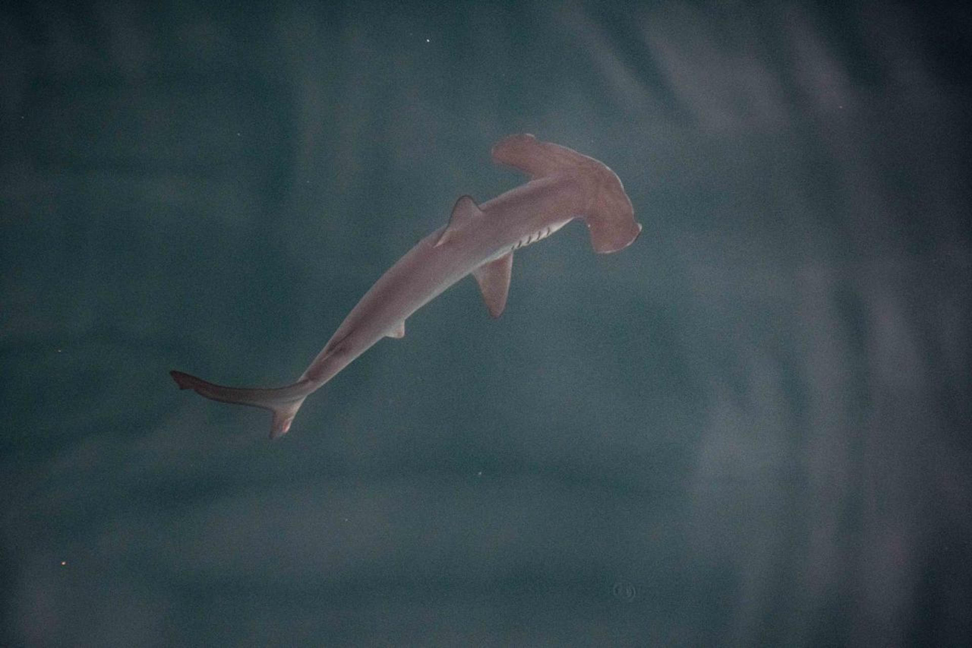 Fotografía cedida de un ejemplar juvenil de tiburón martillo liso (sphyrna zygaena) en una pequeña bahía de la isla Isabela.