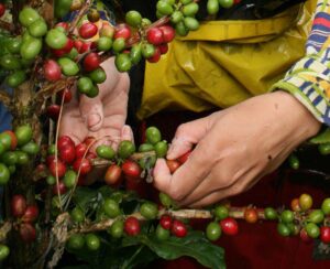 Descifran el genoma del café Arábica y revelan el origen de la especie en Etiopía