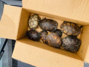 Nueve tortugas fueron rescatadas en Ambato