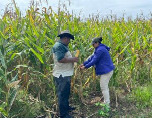 Agricultores enfrentan desafíos por los bajos precios del maíz