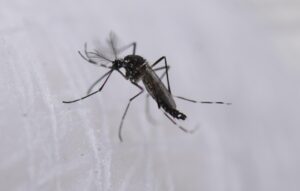 EE.UU. en alerta ante la amenaza del dengue