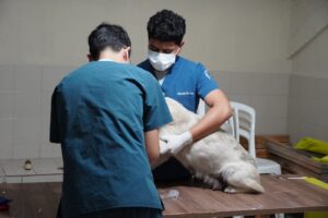 En Pimampiro la Alcaldía subsidia esterilizaciones de mascotas