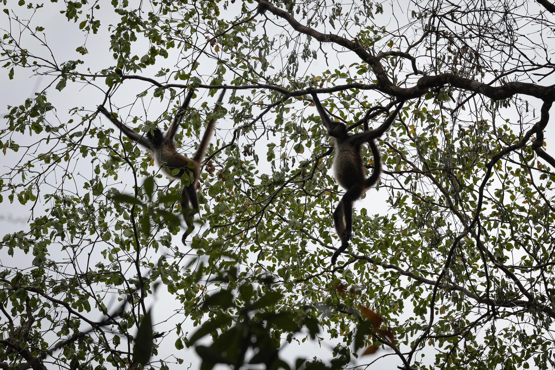 Dos monos araña (Ateles geoffroyi) saltan entre los árboles de un bosque. (EFE/ David Toro)