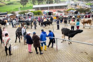 Feria de ganado y especies menores se reactiva en Mocha
