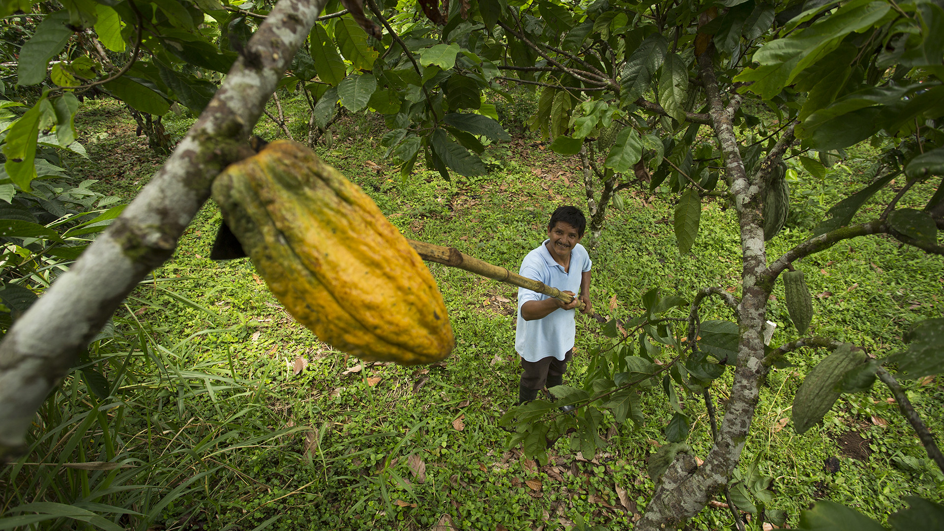 PRODUCCIÓN. El agro ecuatoriano tiene enorme potencial; pero no ha sido prioridad de ningún Gobierno.