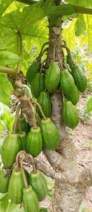 Mermelada de Toronche: Un manjar que rescata una fruta en extinción