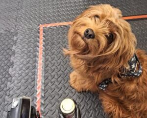 El estrés humano influye en la conducta de los perros