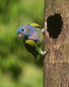 Loro ‘Cabeciazul’ un ave emblemática de la Playa de Oro