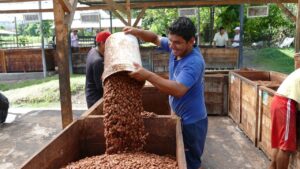 Creciente demanda y desafíos para exportadores de cacao