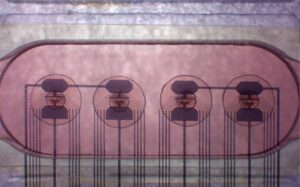 Primera plataforma rentable de bioprocesadores con células cerebrales humanas vivas