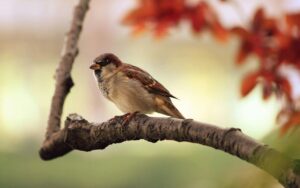 Gorrión común, especie que contribuye con la conservación ambiental