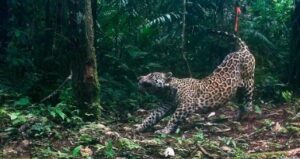 Sharamentsa: Innovación en la preservación de la Amazonía