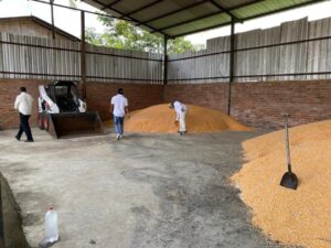 MAG: Déficit de maíz duro será cubierto con importaciones