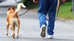 Fundación Patitas Nobles ofrece el servicio de pasear perros