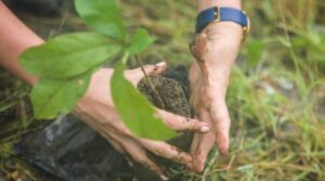 Quito: 24 de noviembre megaminga para reforestar Quito