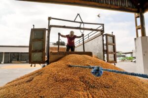 Preocupación en el sector maicero por importación y escasez de compradores