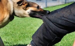 Esmeraldas: Un detenido huyó del patrullero policial y murió al ser atacado por dos perros