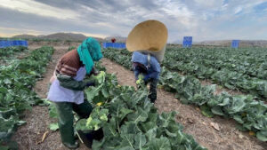 Cotopaxi: Policía informa que grupos indígenas irrumpen en brocoleras