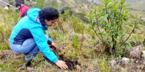 Quito logra un 96% de supervivencia en su campaña de reforestación