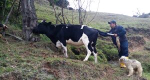 MAG fortalece la salud animal en Gualel con campaña