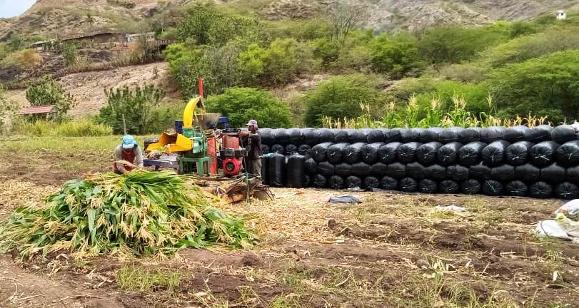 MAG fomenta la creación de reservas alimenticias para ganado en Gonzanamá MAG fomenta la creación de reservas alimenticias para ganado en Gonzanamá