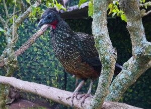 Baños: recorrido gratuito en el Eco Zoológico San Martín