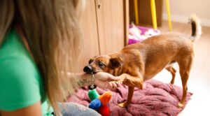 ¿Por qué los perros muerden más en fin de año o feriados?