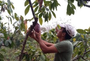 Impacto desigual de la sequía en el sector cacaotero en Quevedo