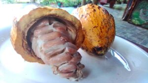 Agricultores expectantes ante el aumento del precio del cacao
