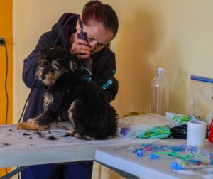 Campaña de esterilización gratuita de perros y gatos en Píllaro