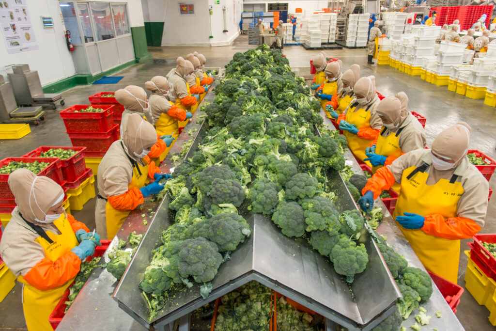 COMERCIO. El brócoli es uno de los productos no tradicionales que podría vender más en Estados Unidos en 2025.