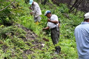 San Pedro inicia reforestación en zonas afectadas por incendios