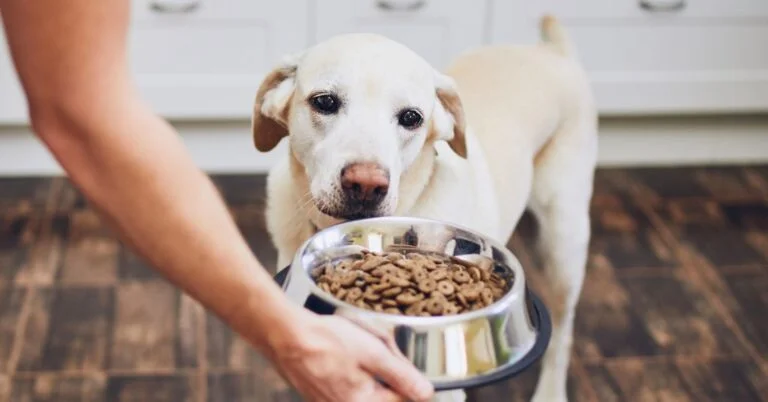 HÁBITOS. Más del 31% de los hogares con mascotas tiene perro.