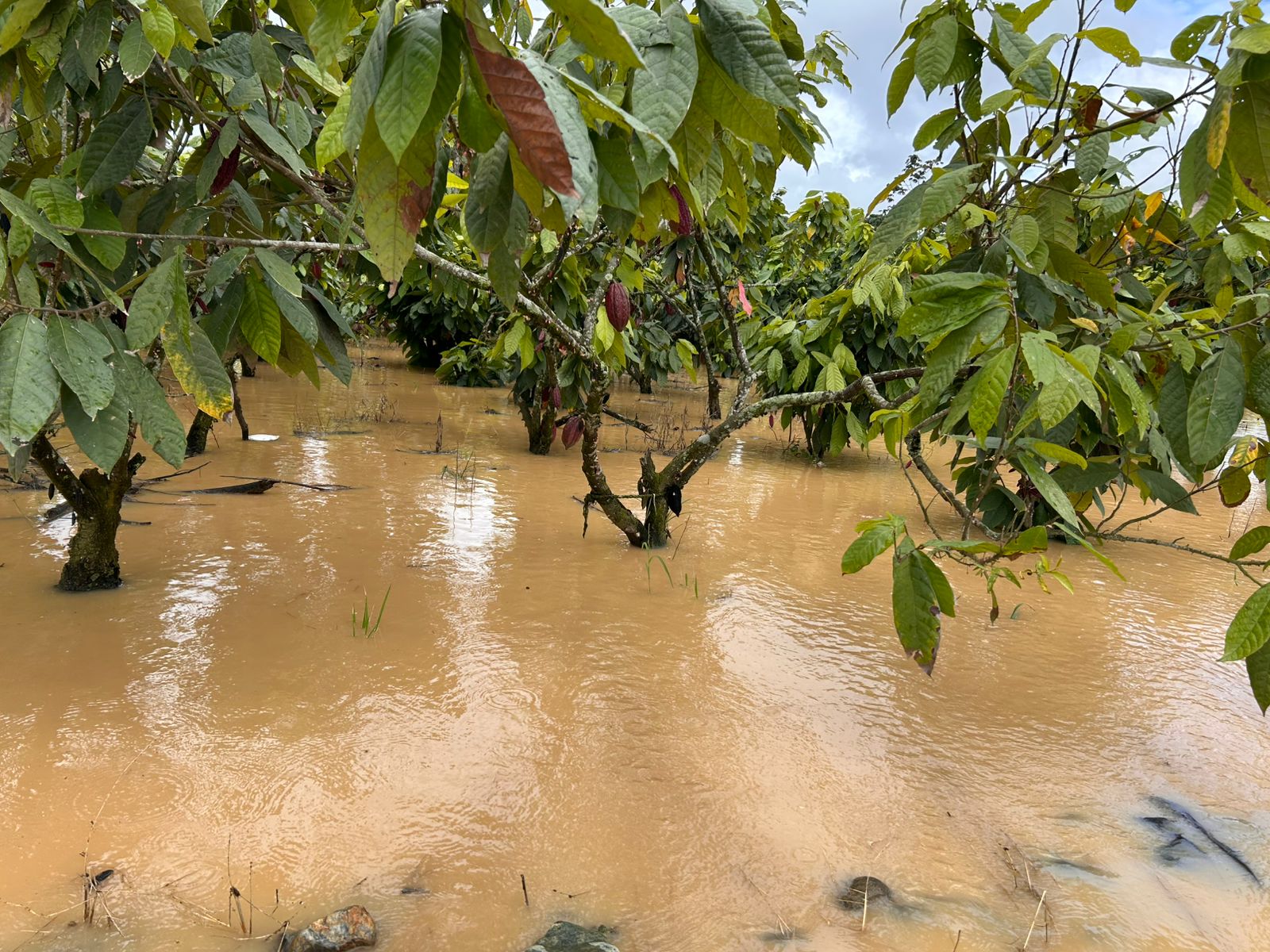 cultivos afectados por inundaciones