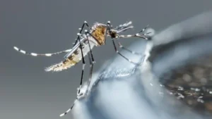 Cómo identificar el dengue y prevenirlo en casa