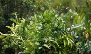 Siete cantones de Loja reciben 1.150 plantas frutales para reforestación
