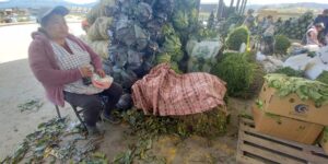 Ambato: el atado de culantro pasó de uno a 14 dólares en marzo