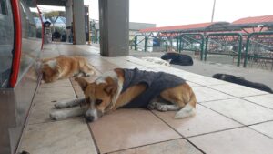 Mercado América de Ambato tiene su ‘guardia canina’