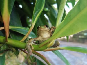 Una serie de anfibios se pueden encontrar en el lugar.