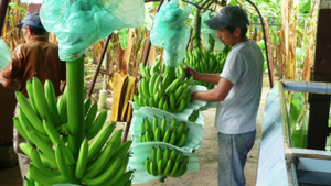 Exportadores de banano aseguran que han invertido más de $130 millones en seguridad contra narcotráfico