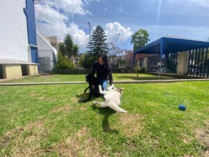 En Quito hay perros que van a la universidad