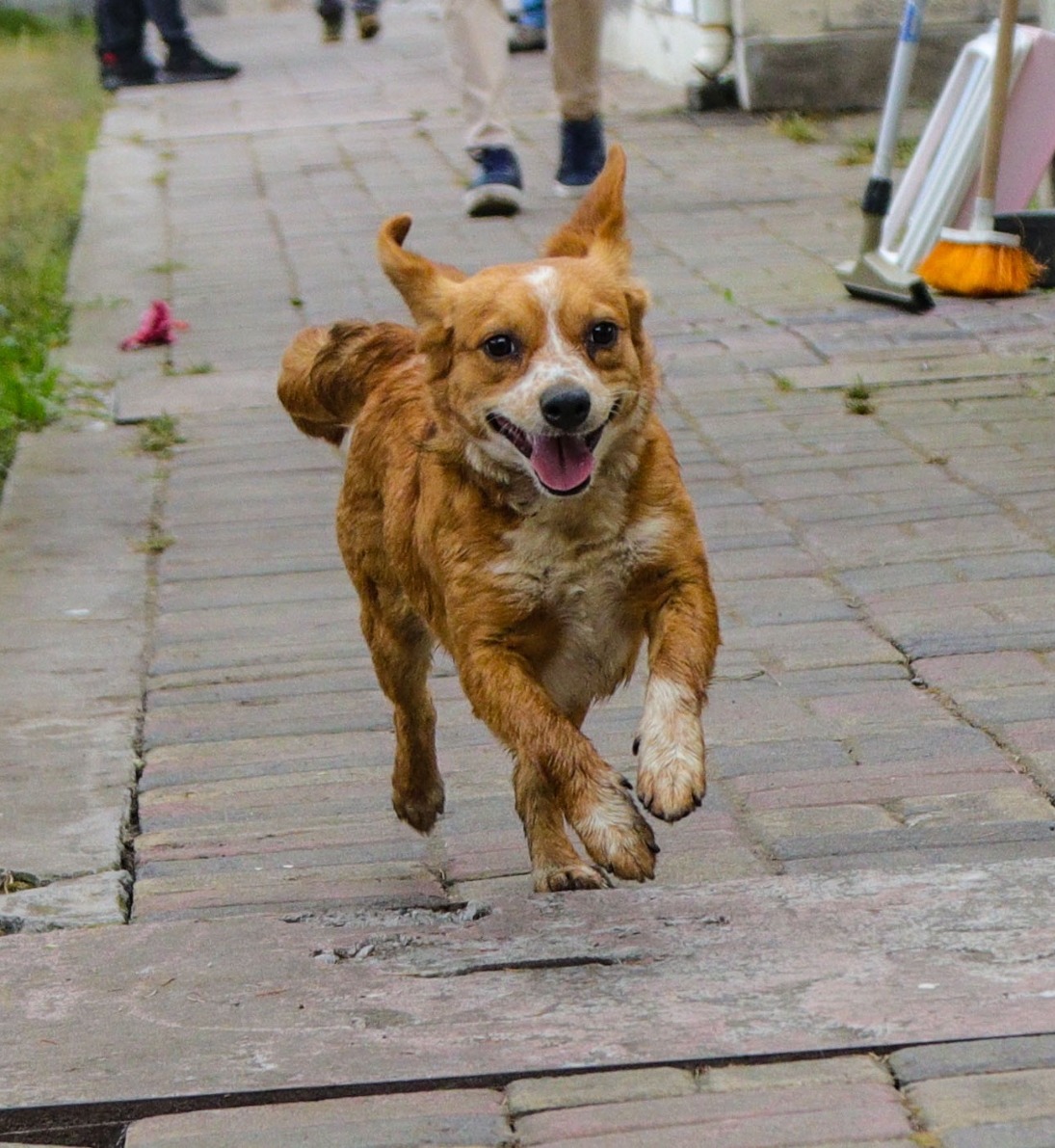 Las mascotas en adopción fueron recatadas de las calles de la ciudad.