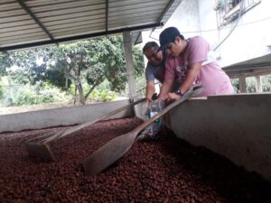 Robo de cacao en Los Ríos: delincuencia se aprovecha del alza de precios