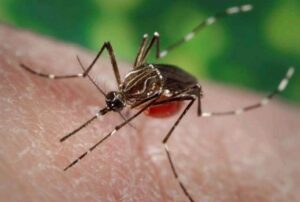 Brote de fiebre amarilla pone a Colombia en emergencia